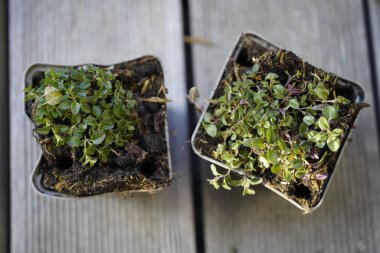 potted wild thyme (Thymus serpyllum) on wooden background clipart