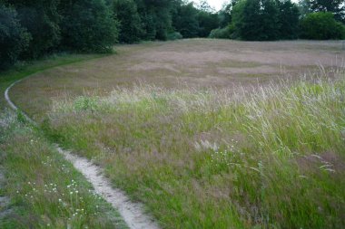 minimalist image of grass meadow with pathway in Neufahrland (Brandenburg,Potsdam) germany clipart