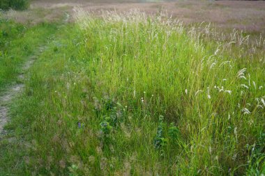 Neufahrland 'da (Brandenburg, Potsdam) patikalı çimlerin minimalist görüntüsü