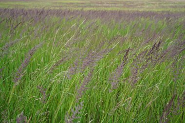 Brandenbur 'daki otların romantik görüntüsü (Almanya)