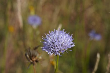 beautiful sheep's bit flowers (Jasione montana) grow on nutrient-poor soils clipart