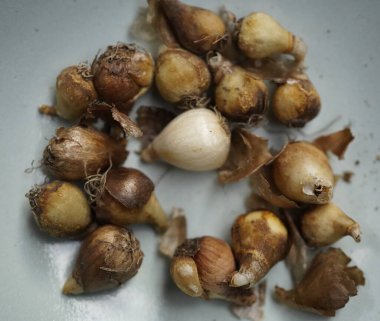 Yaygın kar damlası çiçeklerindeki ampullerin yakın plan görüntüsü (Galanthus nivalis)