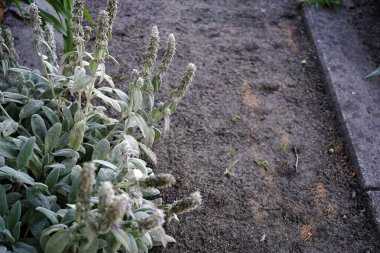 lamb's ears (stachys byzantina) in botanical  garden clipart