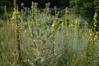 Devedikeni ve çayırı.