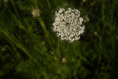 Bir çayır üzerinde vahşi bir havuç (daucus carota) detayı  