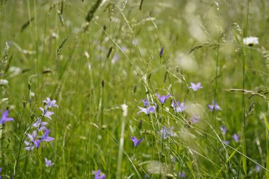 Güzel çan çiçekleri (Campanula patula) doğal bir çayırda.