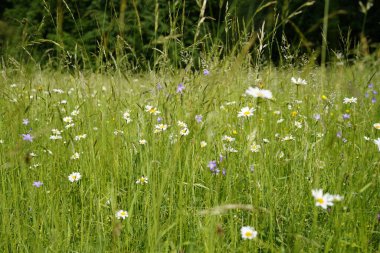 Güzel çan çiçekleri (Campanula patula) doğal bir çayırda.