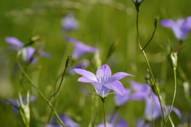 Güzel çan çiçekleri (Campanula patula) doğal bir çayırda.