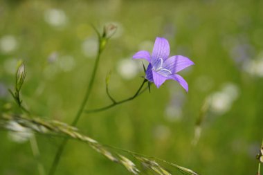 Güzeller güzeli çan çiçeğinin (Campanula patula) doğal bir çevresi vardır..