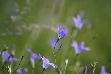 Güzel çan çiçekleri (Campanula patula) doğal bir çayırda.