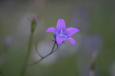  Güzel çan çiçeğinin (Campanula patula) doğal bir çayırda yakın çekimi..