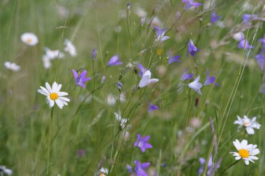 Güzel çan çiçekleri (Campanula patula) ve doğal bir çayırdaki marguerit..