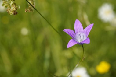 Güzel çan çiçeğinin (Campanula patula) doğal bir çayırdaki yakın çekimi. 2025 yılında Almanya 'da Campanula patula yaban bitkisidir..