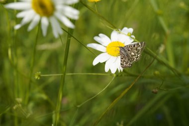Yaz boyunca bir çayırda kelebek..