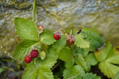 Close-Up of a wild strawberry (Fragaria vesca var. Vesca) plant with red fruits. clipart