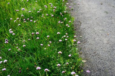 minimalist image of a group of carniation flowers (armeria maritima). Carniations flowers are and good for insects clipart