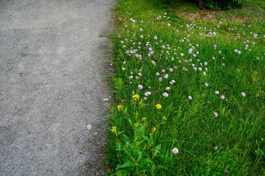 minimalist image of a group of carniation flowers (armeria maritima). Carniations flowers are and good for insects clipart