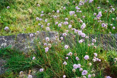 simple image of a group of carniation flowers (armeria maritima). Carniations flowers are and good for insects clipart