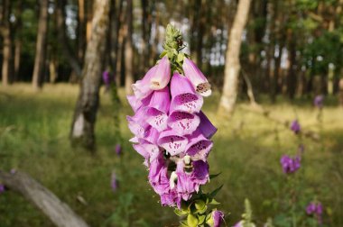 close-up of pink foxglove flower (digitalis purpurea)growing in a forest in Brandenburg (Germany) clipart