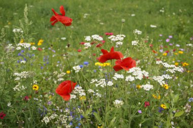 Achillea milleopyum ve kırmızı gelincik çiçekleri olan yabani bir çiçek çayırının minimalist görüntüsü