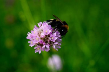 Karanfil çiçeğine yakın plan (Armeria maritima)