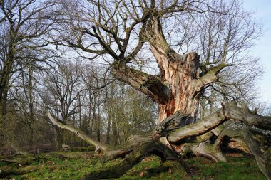 Park Sacrow 'da (Brandenburg, Almanya) 400 yıllık bir meşe ağacının doğal görüntüsü)