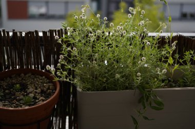 Balkonda saksı tavşanı ayağı yoncası görüntüsü (Trifolium arvense)