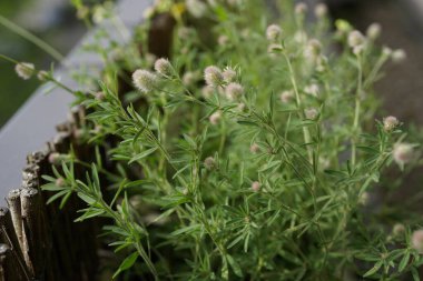 Balkonda saksı tavşanı ayağı yoncası görüntüsü (Trifolium arvense)