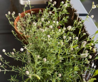 Balkonda saksı tavşanı ayağı yoncası görüntüsü (Trifolium arvense)