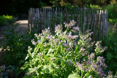 Borage çiçeklerinin (borago officinialis) yaz mevsiminde açan doğal görüntüsü