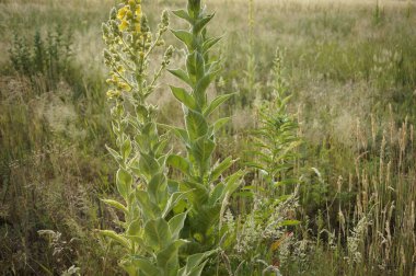 Doğal olarak küçük çiçekli mullein çiçekleri (Verbascum thapsus) doğal olarak çevrelenmiştir.