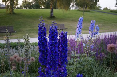 Yazın parktaki mavi uzun Delphinium çiçeklerinin minimalist görüntüsü.