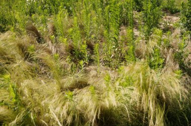 Parktaki rüzgarlı ve güneşli bir günde tüylü otların ve Kanada bitkilerinin minimalist görüntüsü