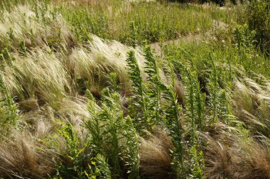 Parktaki rüzgarlı ve güneşli bir günde tüylü otların ve Kanada bitkilerinin minimalist görüntüsü