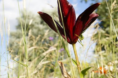 Koyu kırmızı bir turuncu zambak (liyum bulbiferum) doğal görüntüsüyle yabani bir çayırda çekirge bacakları detaylandırılmıştır..