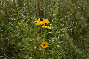 Issız sarı koni çiçeğinin vahşi bir çayırdaki görüntüsü