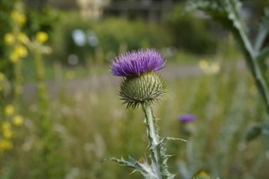 Yaz boyunca çiçek açan devedikeni yakın plan görüntüsü
