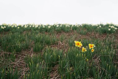 Nergislerin minimalist görüntüsü (Narcissus pseudonarcissus)