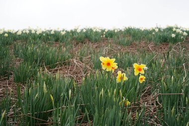 Nergislerin minimalist görüntüsü (Narcissus pseudonarcissus)
