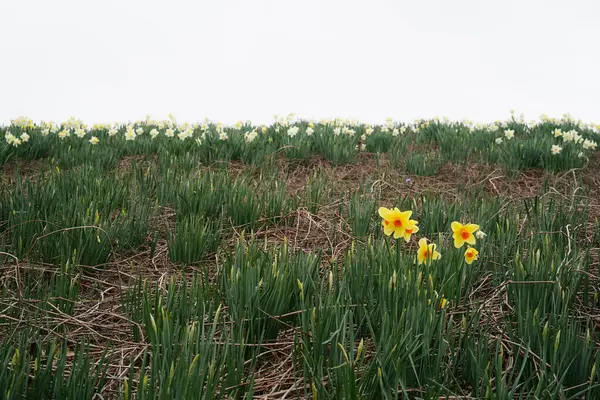 Nergislerin minimalist görüntüsü (Narcissus pseudonarcissus)