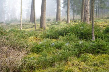 Bavyera 'daki Fichtel Dağları' ndan (Almanya) orman izleri)