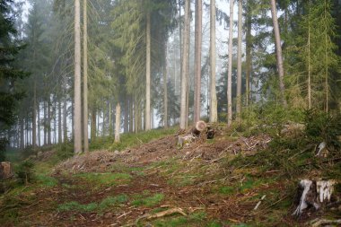 Almanya 'nın Bavyera kentindeki Fichtel Dağları' ndaki bir ormanda ağaçlar)