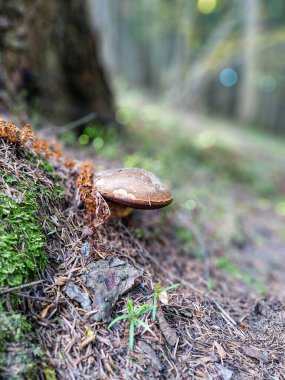 Orman zeminine yerleştirilmiş, yosun ve doğal atıklarla çevrili mütevazı kahverengi bir mantar.