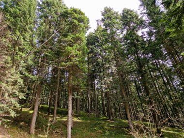 Huzurlu bir ormanda uzun çam ağaçları, doğa yürüyüşleri ve yürüyüş için ideal bir manzara.