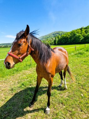 Parlak mavi bir gökyüzünün altında yemyeşil bir çayırda duran kırmızı bir yuları olan kahverengi bir at.