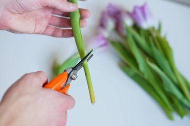 Çiçek aranjmanı için budama makası ile çiçek sapını kesen ellerin yakın çekimi.