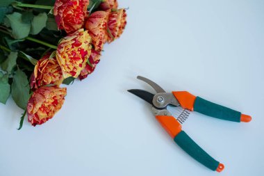 Bir çift bahçe makası ve canlı güller beyaz bir yüzeye dizilmiş, çiçeklere hazır.