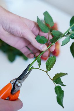 Beyaz bir yüzey üzerinde turuncu bahçe makası olan bir gül sapını dikkatlice buduyorlar.