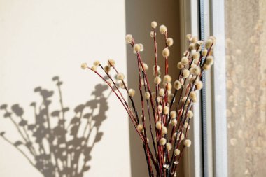 Soft pussy willow branches casting a shadow on a wall, bathed in warm sunlight near a window
