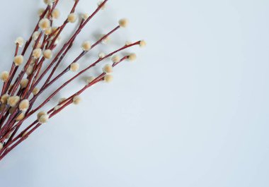 Soft fluffy pussy willow twigs on a pastel background, perfect for spring decor and Easter themes